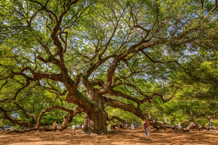 075 Oak Angel Tree.jpg